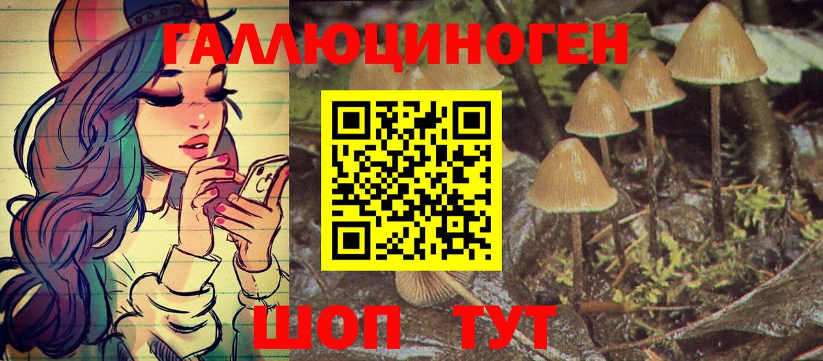 Галлюциногенные грибы Psilocybe Нововоронеж